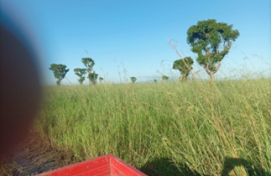 Fazenda para venda em Corumbá